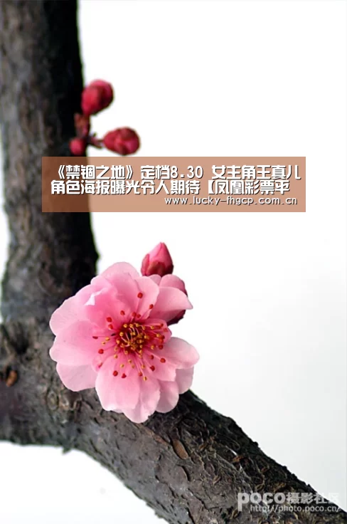 凤凰彩票官网登录